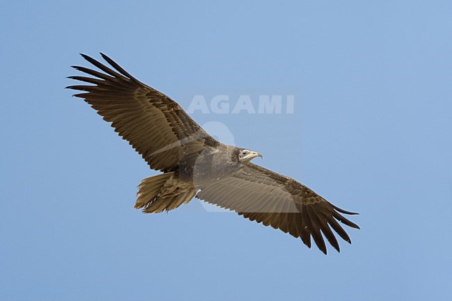 Onvolwassen Aasgier in vlucht; Immature Egyptian Vulture in flight stock-image by Agami/Daniele Occhiato,