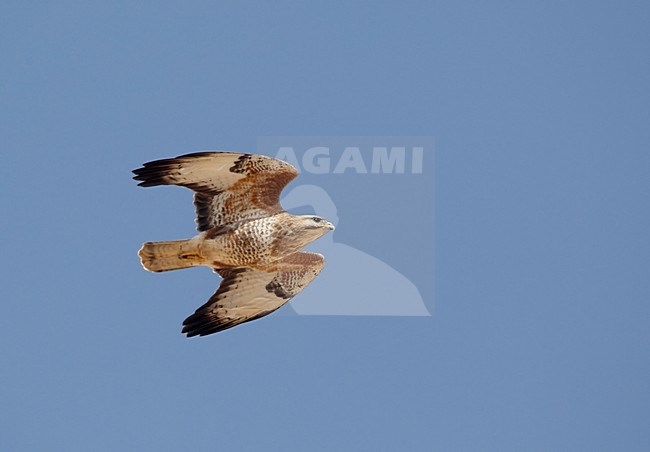 Steppebuizerd in de vlucht; Steppe Buzzard in flight stock-image by Agami/Markus Varesvuo,