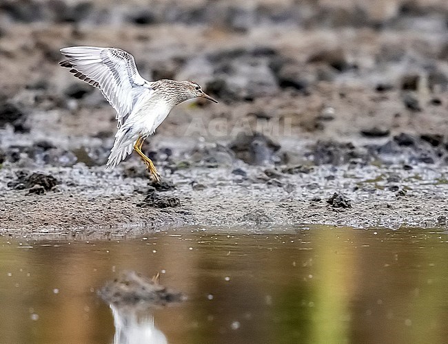 Juvenile Pectoral Sandpiper (Calidris melanotos) flying in Cabo da Praia quarry, Cabo da Praia, Terceira, Azores, Portugal. stock-image by Agami/Vincent Legrand,