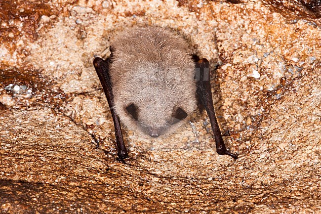 Baardvleermuis; Whiskered Bat stock-image by Agami/Theo Douma,