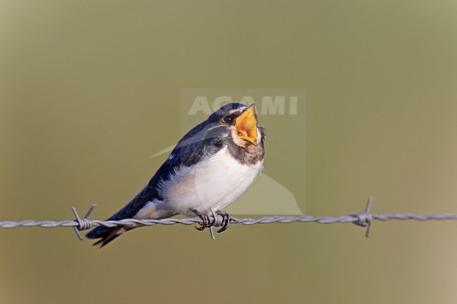 Roepende Boerenzwaluw op prikkeldraad, Calling Barn Swallow on barbed wire stock-image by Agami/Ran Schols,