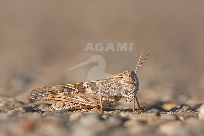 Oedaleus decorus - Handsome Cross Grasshopper - Kreuzschrecke, France, imago stock-image by Agami/Ralph Martin,