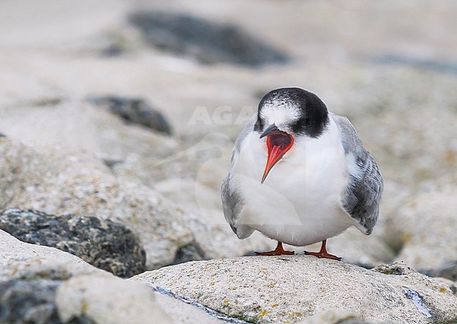 Arctic Tern - Küstenseeschwalbe - Sterna paradisaea, Germany, 1st cy. stock-image by Agami/Ralph Martin,