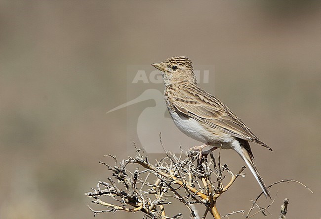 Asian Short-toed Lark (Alaudala cheleensis) standing in Mongolian desert stock-image by Agami/James Eaton,