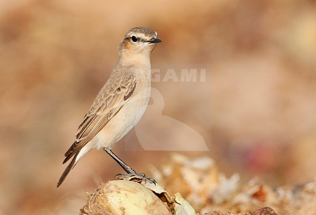 Izabeltapuit staand; Isabelline Wheatear perched stock-image by Agami/Marc Guyt,