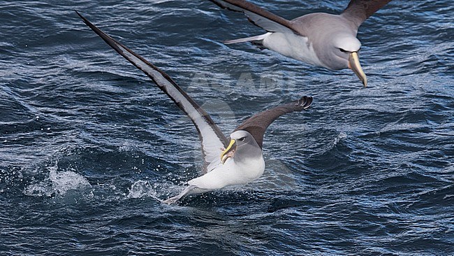 Northern Buller's Albatross (Thalassarche (bulleri) platei) near the Chatham Islands, New Zealand. stock-image by Agami/Marc Guyt,