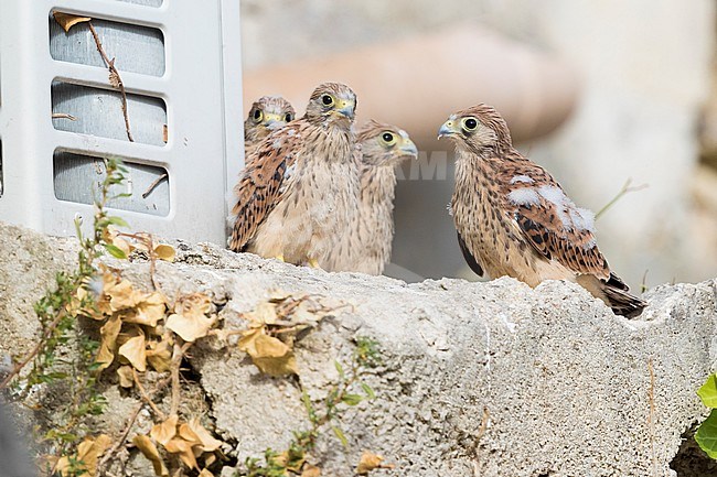 Lesser Kestrel (Falco naumanni), four chicks out of the nest in Matera stock-image by Agami/Saverio Gatto,