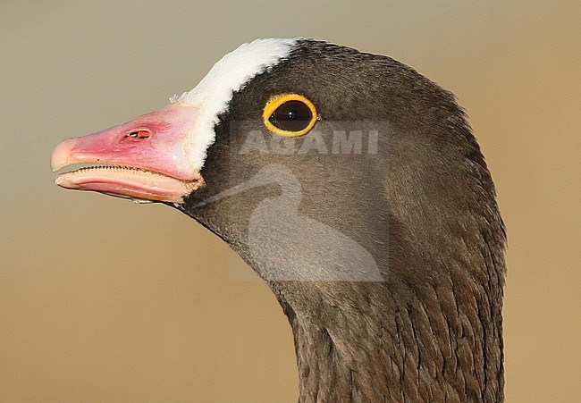 Closeup of an adult Lesser White-fronted Goose (Anser erythropus) in captivity. stock-image by Agami/Fred Visscher,