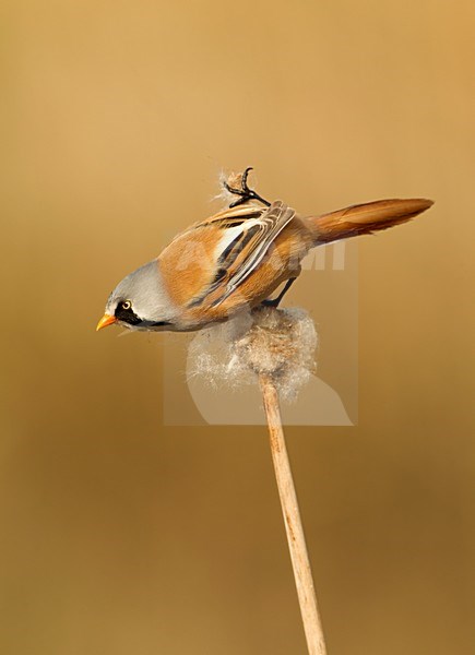 Mannetje Baardman op rietpluim; Male Bearded Reedling on reedplume stock-image by Agami/Danny Green,