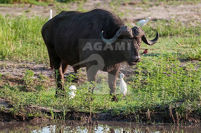 An African buffalo, Syncerus caffer, followed by cattle egrets, Bubulcus ibis. Chobe National Park, Botswana. stock-image by Agami/Sergio Pitamitz,