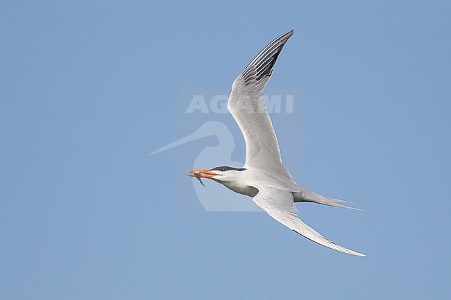 Adult breeding
Galveston Co., TX
May 2013 stock-image by Agami/Brian E Small,