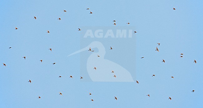 Groep Bijeneters op trek; Flock of European Bee-eaters on migration stock-image by Agami/Markus Varesvuo,