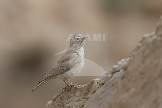 Woestijnleeuwerik; Desert Lark stock-image by Agami/Daniele Occhiato,