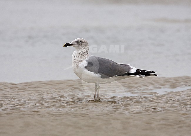 Kleine Mantelmeeuw, Lesser Black-backed Gull, Larus fuscus stock-image by Agami/Arie Ouwerkerk,