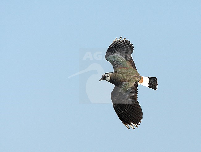 Kievit in de vlucht, Northern Lapwing in flight stock-image by Agami/Roy de Haas,