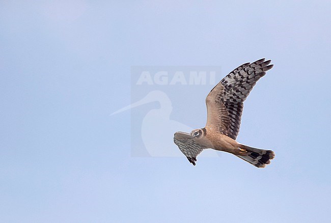 First-winter Pallid Harrier (Circus macrourus) in flight over fields of Falsterbo, Skåne, Sweden. Autumn migrant. stock-image by Agami/Helge Sorensen,