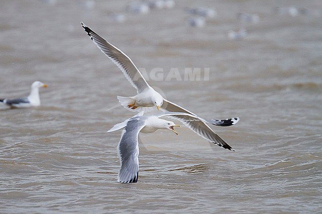 Caspian Gull - Steppenmöwe - Larus cachinnans, Germany, adult with Yellow-legged Gull stock-image by Agami/Ralph Martin,