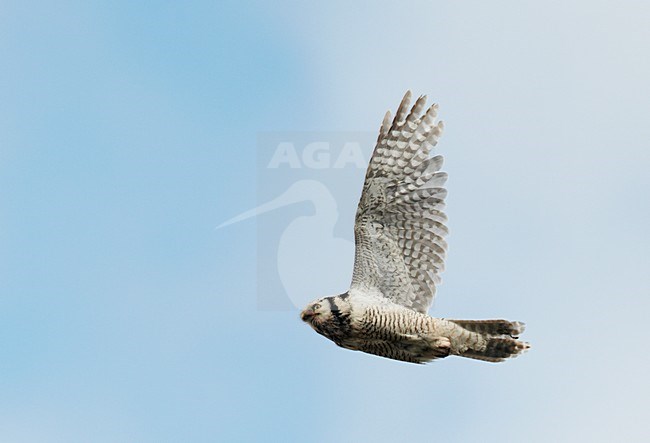 Sperweruil in de vlucht; Northern Hawk Owl in flight stock-image by Agami/Markus Varesvuo,