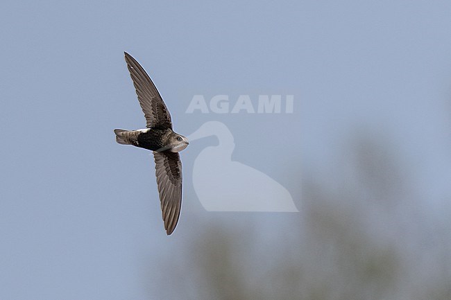 Plain Swift (Apus affinis) flying against blue sky in Namibia. stock-image by Agami/Marcel Burkhardt,