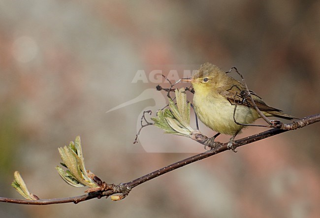 Spotvogel zittend op een takje; Icterine Warbler perched on a branch stock-image by Agami/Markus Varesvuo,