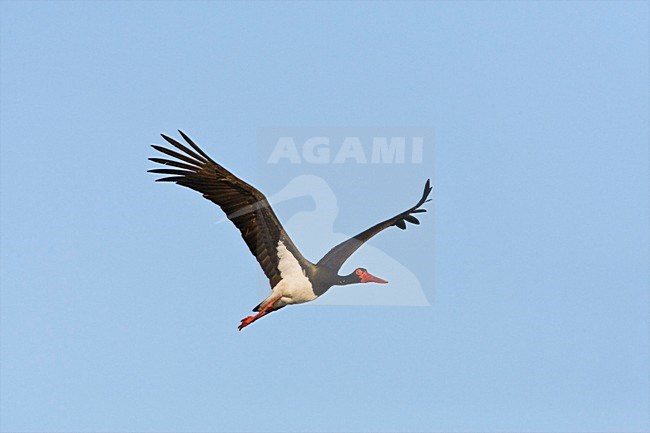 Volwassen Zwarte ooievaar in de vlucht; Adult Black Stork in flight stock-image by Agami/Marc Guyt,