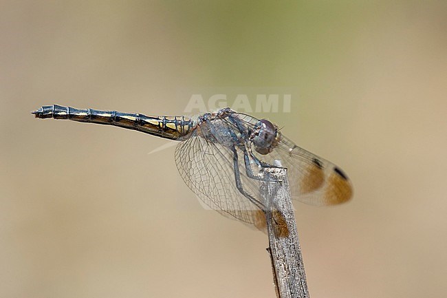 Vrouwtje Blauwe zonnewijzer, Female Trithemis festiva stock-image by Agami/Wil Leurs,