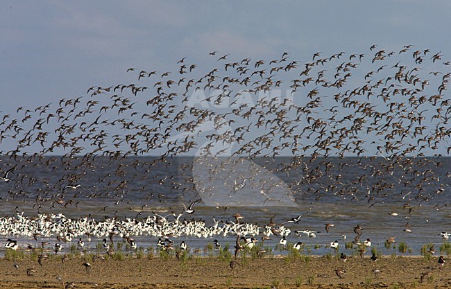 Curlew Sandpiper flock flying; Krombekstrandloper groep vliegend stock-image by Agami/Arnold Meijer,