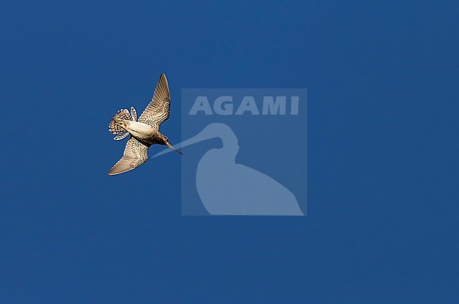 Common Snipe (Gallinago gallinago) July 2014 UK Shetland stock-image by Agami/Markus Varesvuo,