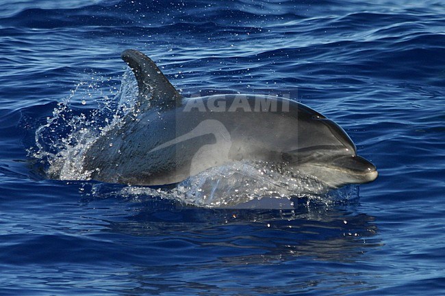 Tuimelaar bij Madeira; Bottlenose Dolphin in Madeira stock-image by Agami/WJ Strietman,