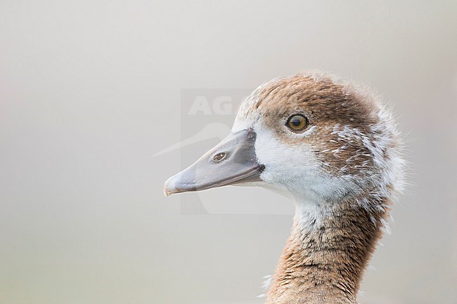 Close-up of a goosling Egyptian Goose, Alopochen aegyptiaca, in Germany. stock-image by Agami/Ralph Martin,