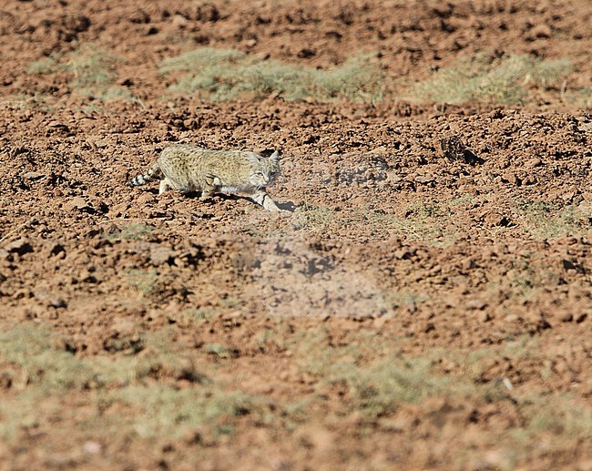 Desert or Sand Cat (Felis margarita) walking through the desert stock-image by Agami/James Eaton,