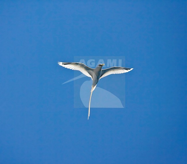 Witstaartkeerkringvogel in vlucht tegen blauwe lucht; Flying White-tailed Tropicbird against blue sky stock-image by Agami/Marc Guyt,