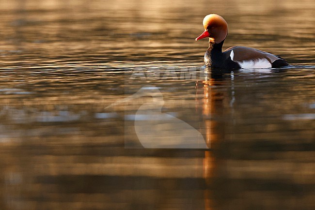 red-crested pochard in Spring stock-image by Agami/Chris van Rijswijk,