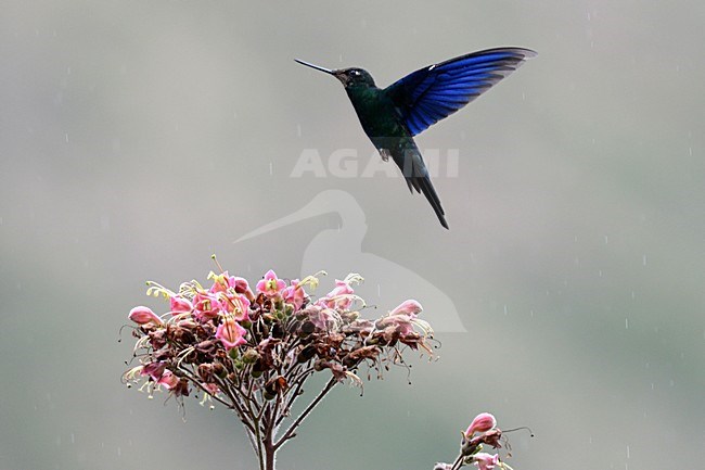  stock-image by Agami/Laurens Steijn,