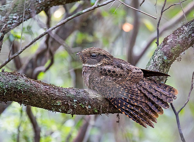 Rufous Nightjar, Antrostomus rufus, in Paraguay. At daytime roost. stock-image by Agami/Pete Morris,