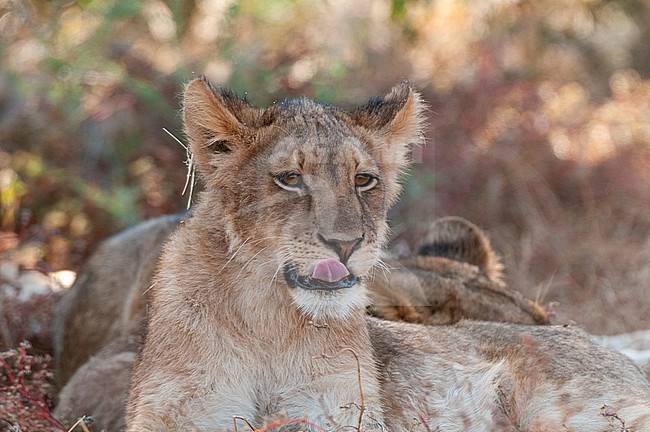 Portrait of a young lion, Panthera leo, resting with other members of its pride. Mashatu Game Reserve, Botswana. stock-image by Agami/Sergio Pitamitz,