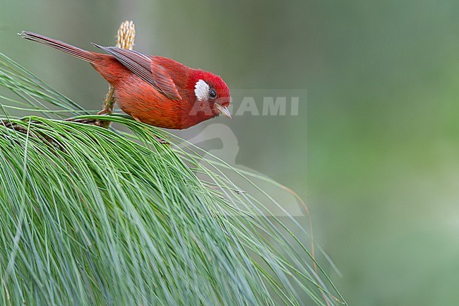 Red Warbler (Cardellina rubra) in mexico stock-image by Agami/Dubi Shapiro,