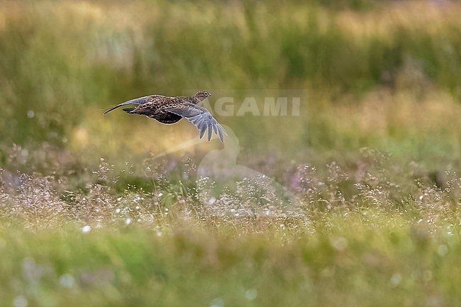 Red Grouse (Lagopus scotica) flying over the heather in Spartleton Hill, East Lothian, Scotland, United Kingdom. stock-image by Agami/Vincent Legrand,