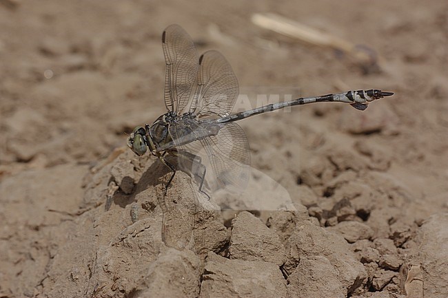 Imago Vaandeldrager; Adult Bladetail stock-image by Agami/Paul Schrijvershof,