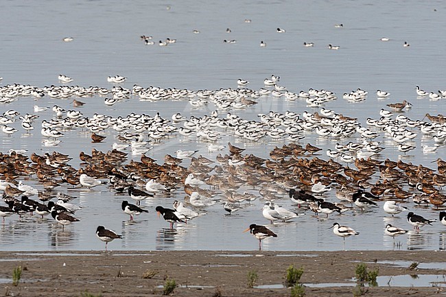 Grote groepen vogels in Westhoek; Bird flocks at Westhoek stock-image by Agami/Marc Guyt,