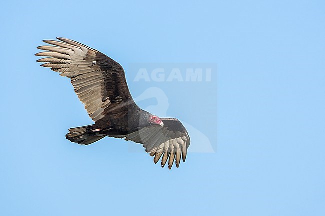 Adult 
Santa Barbara Co., CA
November 2021 stock-image by Agami/Brian E Small,