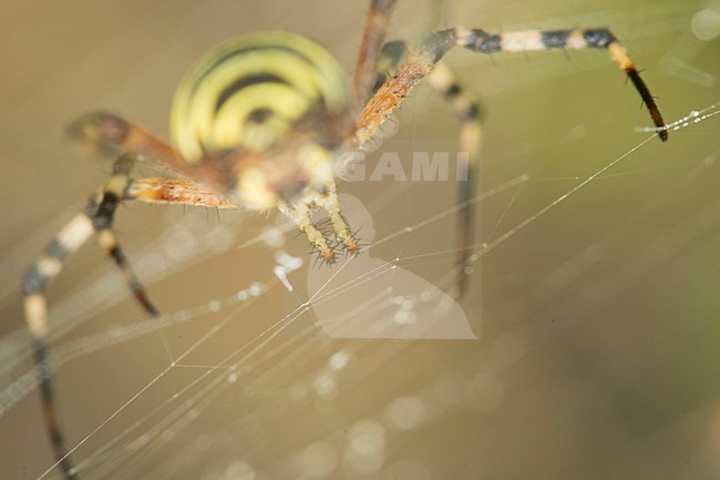 Wespspin op web, Wasp spider in web stock-image by Agami/Rob de Jong,