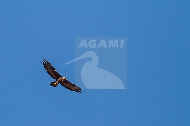 Golden Eagle - Steinadler - Aquila chrysaetos ssp. homeyeri, Morocco, adult in flight stock-image by Agami/Ralph Martin,