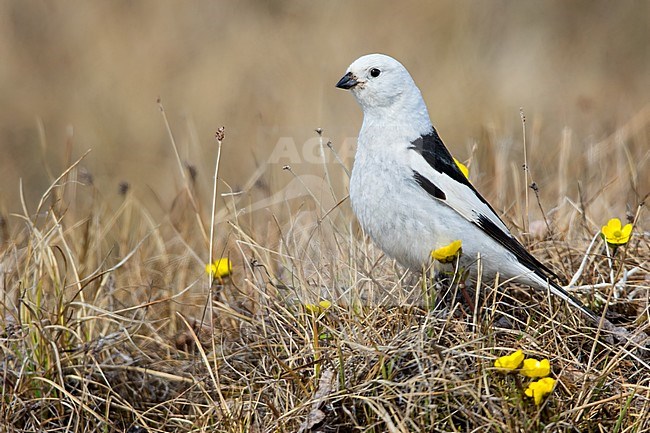 Adult male Snow Bunting (Plectrophenax nivalis nivalis) on the flower covered arctic tundra near Barrow in northern Alaska, United States. stock-image by Agami/Dubi Shapiro,