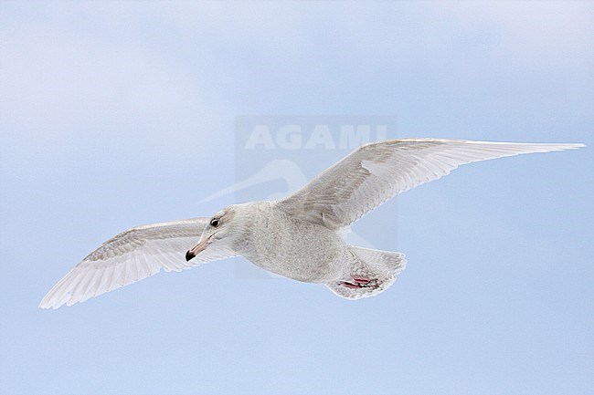 Immature Glaucous Gull (Larus hyperboreus) in flight wintering in Japan. stock-image by Agami/Pete Morris,