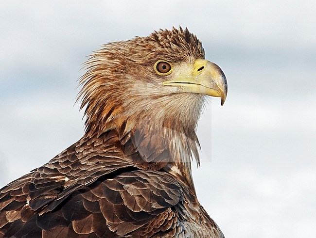 Zeearend; White-tailed Eagle stock-image by Agami/Markus Varesvuo,