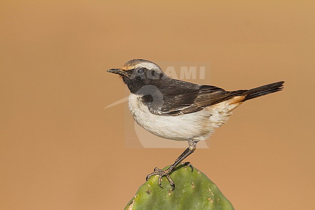 Red-rumped Wheatear - Fahlbürzel-Steinschmätzer - Oenanthe moesta, Morocco, adult male stock-image by Agami/Ralph Martin,