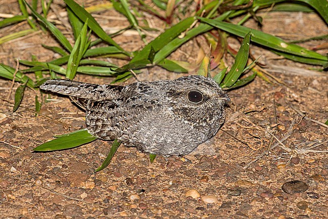 Sickle-winged Nightjar (Eleothreptus anomalus) in Paraguay. Resting on the ground at night. stock-image by Agami/Pete Morris,