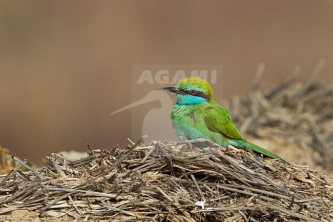 Arabian (Little) Green Bee-eater - Smaragdspint - Merops cyanophrys ssp. muscatensis, Oman, adult stock-image by Agami/Ralph Martin,