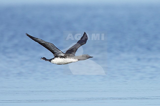 Adult breeding Red-throated Diver (Gavia stellata) in flight at Churchill, Manitoba, Canada.
June 2017 stock-image by Agami/Brian E Small,